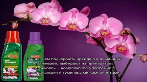 Чем подкормить орхидею в домашних условиях: народные и подручные средства
