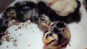 Цыплята кур несушек. Кормление. Есть ли у цыпленка зубы?