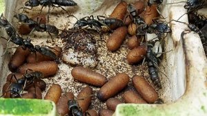 Самые  Крупные Муравьи Понерины Pachycondyla crassinoda