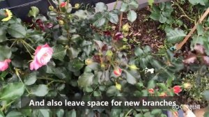 勤勉的丰花月季:塞戈维亚 Floribunda Rose: Segovia Castle