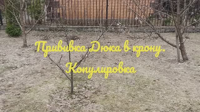 Прививка Дюка в крону. Копулировка