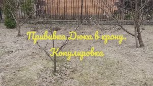 Прививка Дюка в крону. Копулировка