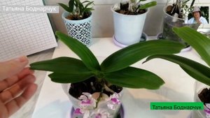 Орхидея ринхостилис цветёт!