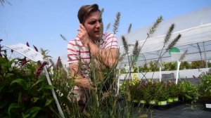 Pennisetum alopecuroides 'Little Bunny' - Tollborzfű