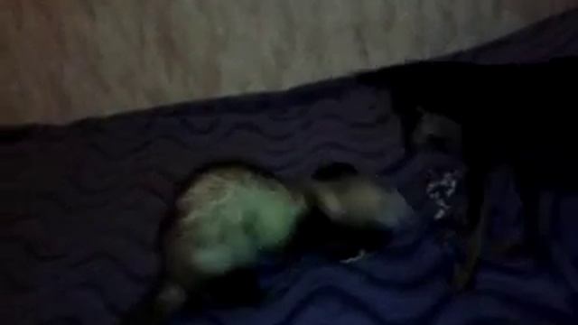 любовные игры той-терьера и фредки смотреть онлайн