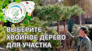 Хвойные деревья для ландшафтного дизайна. Обзор хвойных деревьев. Часть 3.