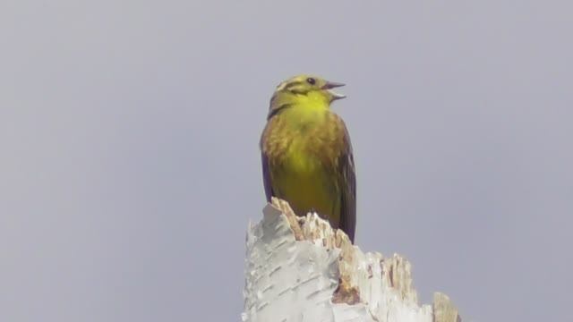 Овсянка обыкновенная. Песня овсянки ( Emberiza citrinella )