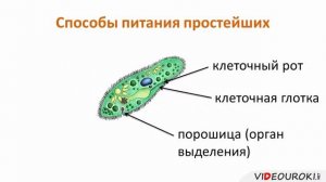 04  Общая характеристика одноклеточных животных