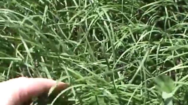 Рецепт от...   Елены Лазуткиной смотреть онлайн