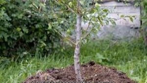 Сорта вишни для Сибири