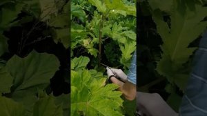 Как победить Борщевик на даче.