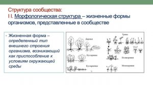 Сообщества и экосистемы. Цепи питания