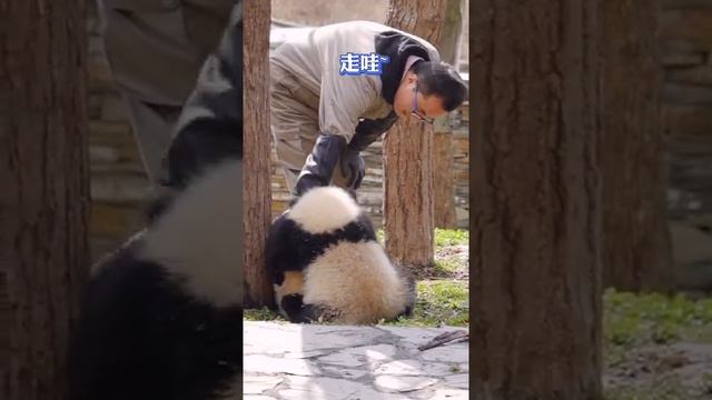 Cute and Funny Panda Video #110