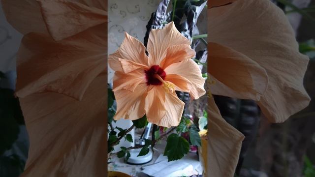 748 Сон о восхищении.6.12 21 смотреть онлайн