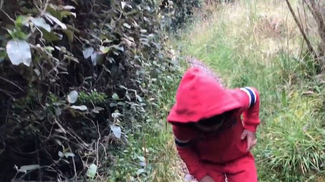 Что растет в огороде на высоте 3200 м - Sendero Rio Papallacta смотреть онлайн