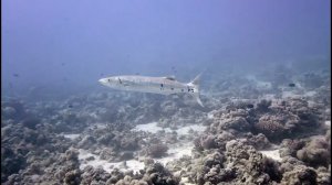 Барракуда. Любимая рыбка моей жены под водой