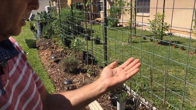 Harvesting Broccoli Raab Seeds смотреть онлайн