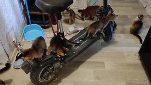 Питомник сомалийских кошек REDHEAD MIRACLE