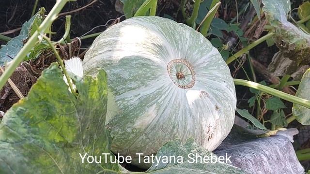 Овощная королева осени! Тыква - замечательный, натуральный продукт! смотреть онлайн