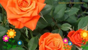 Роза миниатюрная Оранж Ювел. Краткий обзор, описание характеристик rosa miniature Orange Juwel
