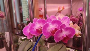 Зимнее цветение орхидей ? ч1