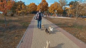 Гуляем с чихуахуа - рекомендации для комфортной и безопасной прогулки!