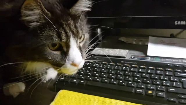 Индоутки. Утенок шипун 3 дня как вылупился. смотреть онлайн