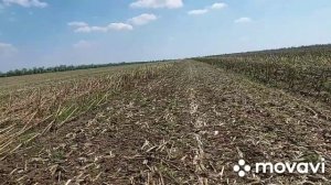 Обработка подсолнечника??? после уборки рубящим катком?