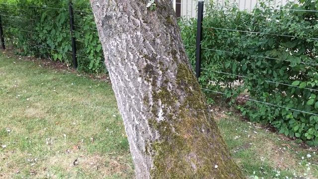 White Poplar (Populus alba) - trunk - July 2018 смотреть онлайн