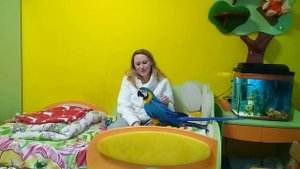 Питомник или домашнее разведение : содержание большого попугая в квартире