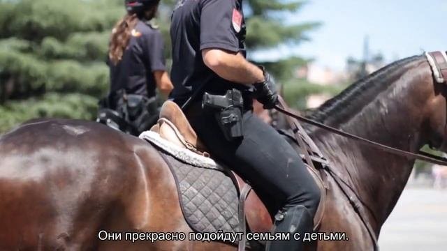 Золотистый ретривер (голден ретривер)
