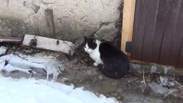 кот и ласка (the cat and the weasel) смотреть онлайн