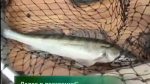 Моя рыбалка. Ловля судака в низовьях Волги