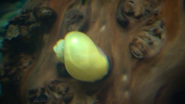 sony fdr-ax 53 сьемка аквариума смотреть онлайн