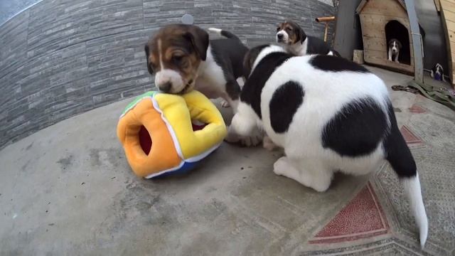 Выбор щенка русской пегой гончей 20170514 Краснодарский край смотреть онлайн