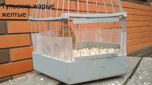 Тульские жарые желтые турманы | Порода голубей
