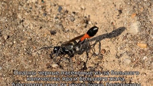 Земляные осы смотреть онлайн