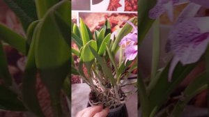 Каттлея Maikai.цветение и уход