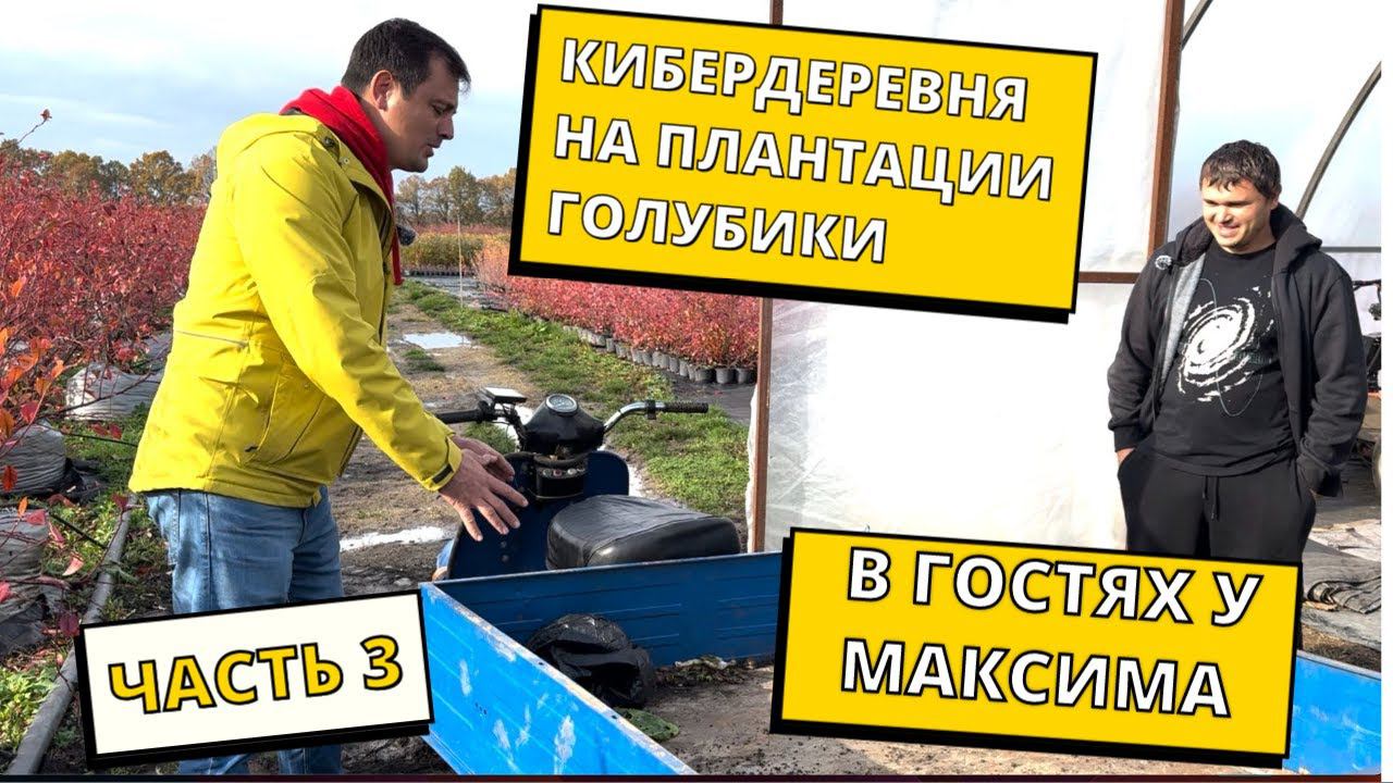 В гостях у Максима. Электрические помощники на плантации голубики. Часть3. смотреть онлайн