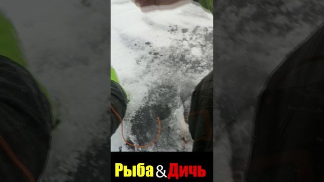 Практик 6М и окунь. Подход и поклёвка на экране эхолота смотреть онлайн