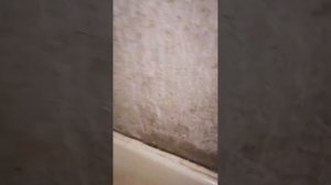 Как просто очистить стену от побелки и водоэмульсионной краски