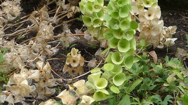 Moluccella laevis L. čes. molučenka hladká angl. Bells-of-ireland смотреть онлайн