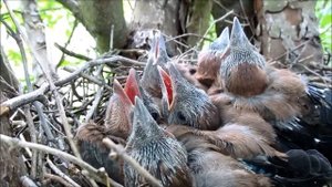 Птенцы сойки скоро покинут гнездо