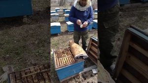 Վարատոզի բուժումը մրջննաթթվով (апиформин,муравинка ).