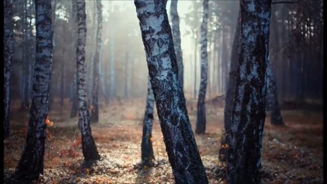 Леса России l Мелодия леса.