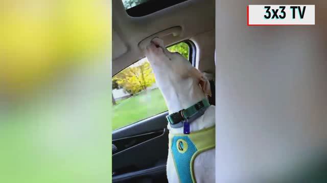 Подборка приколов BEST смотреть онлайн