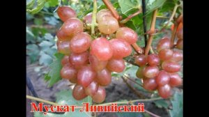 Сорта винограда