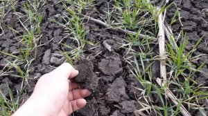 МТЗ 952 БОРОНУЄМ ПШЕНИЧКУ