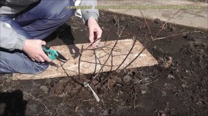 Гортензия метельчатая Ванилла Фрайз. Весенняя обрезка. Я сажаю.