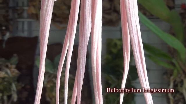 Bulbophyllum Longissimum